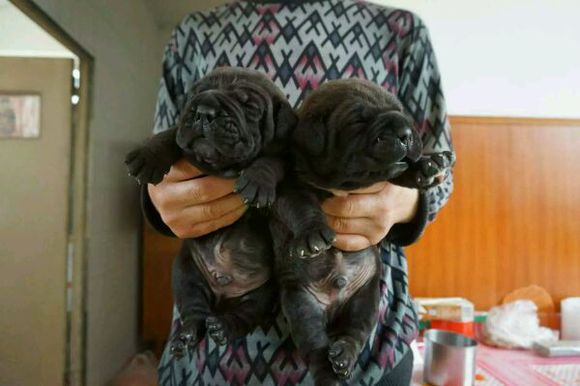 喜欢猛犬的朋友进来聊聊