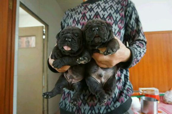 喜欢猛犬的朋友进来聊聊