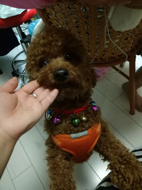 [宠物乐园]征婚启事