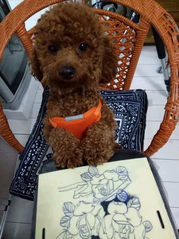 征婚启事