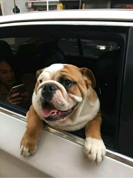 [宠物乐园]斗牛犬