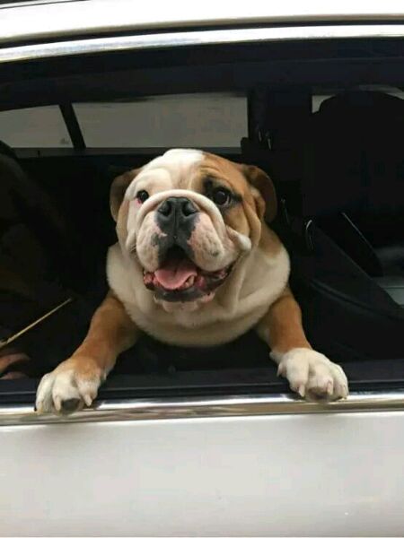 [宠物乐园]斗牛犬