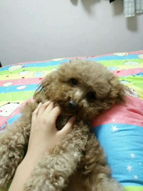 家有泰迪丢失，寻求帮助