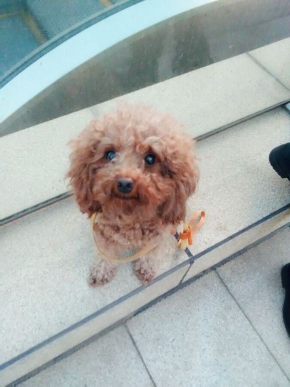 家有泰迪丢失，寻求帮助