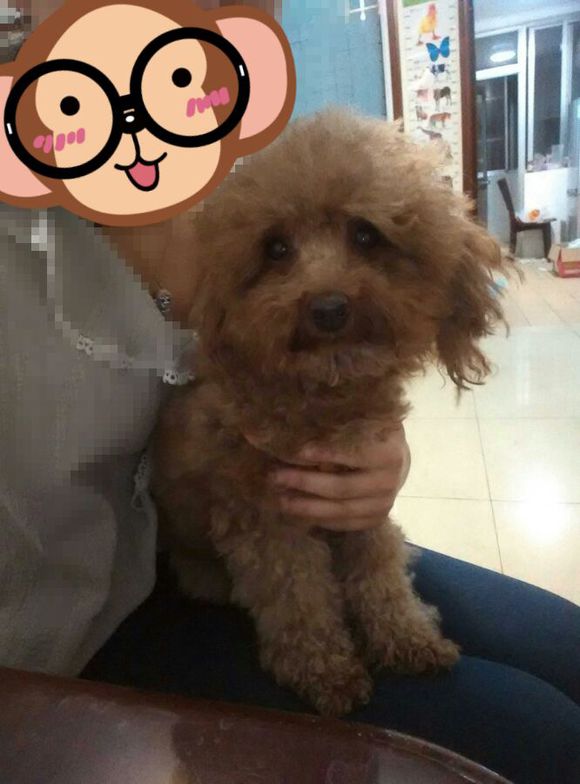 家有泰迪丢失，寻求帮助