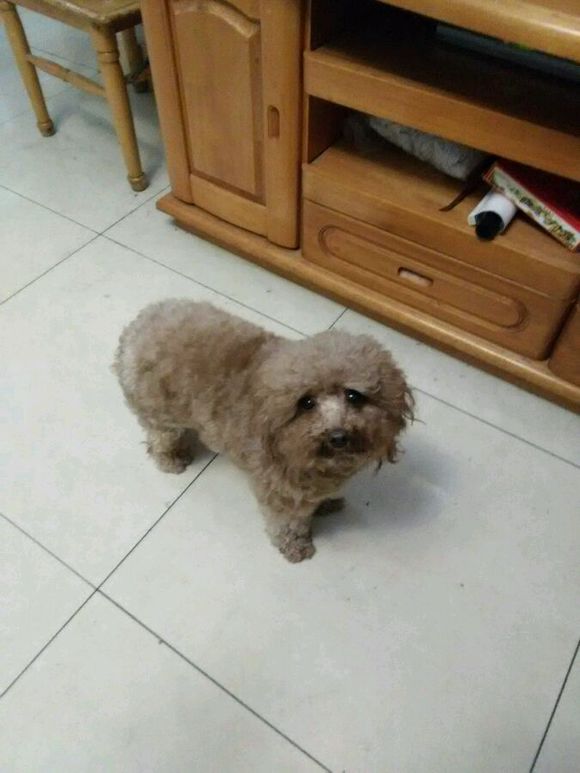 家有泰迪丢失，寻求帮助