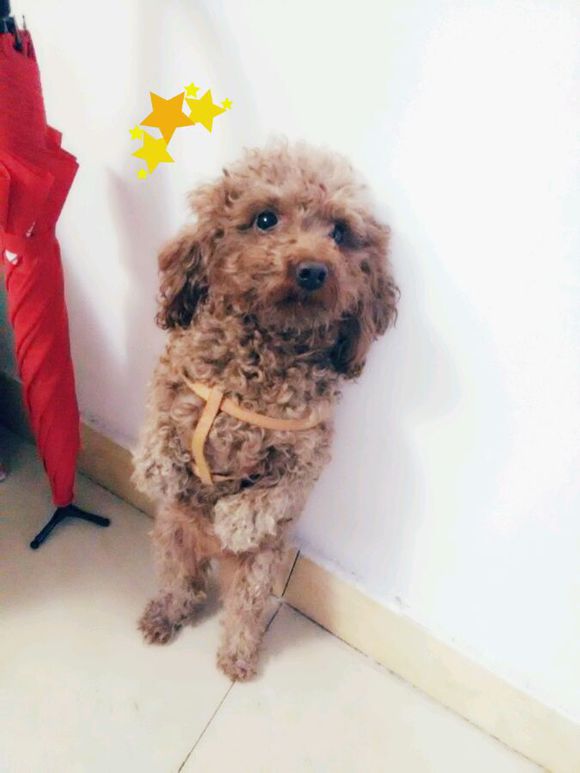 家有泰迪丢失，寻求帮助