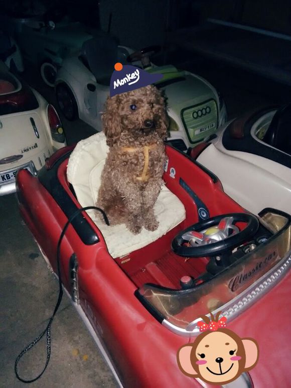 家有泰迪丢失，寻求帮助