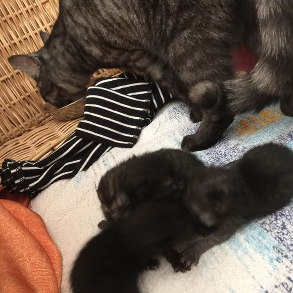 猫麻麻生了四只墨水超级足的小奶猫~