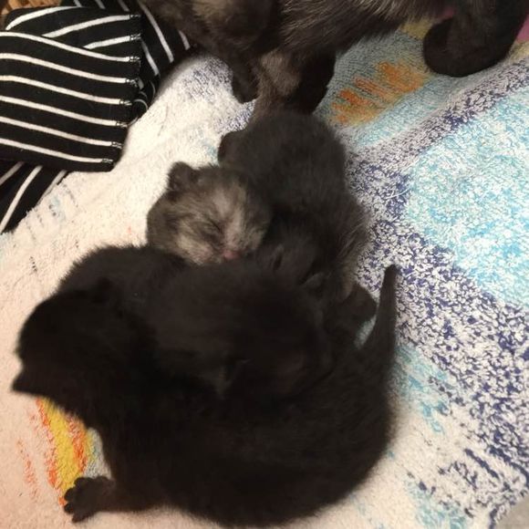 猫麻麻生了四只墨水超级足的小奶猫~