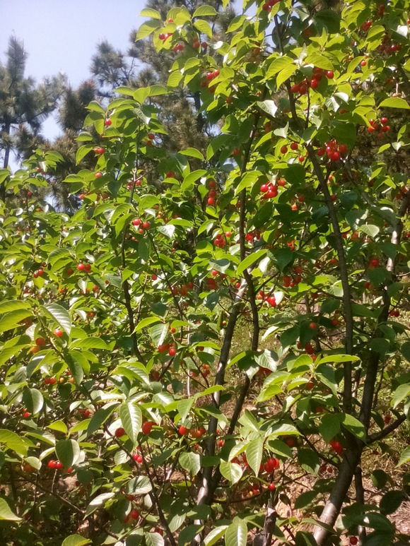 崂山樱桃熟了联系哦