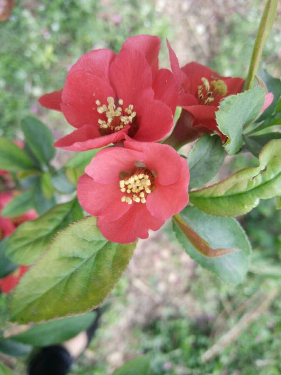 外地女孩求工作