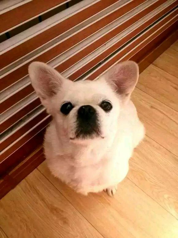 寻狗狗