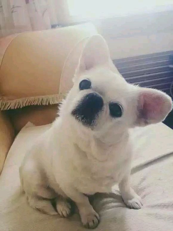 寻狗狗