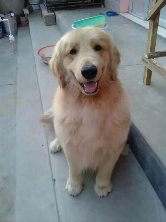俺的大金毛