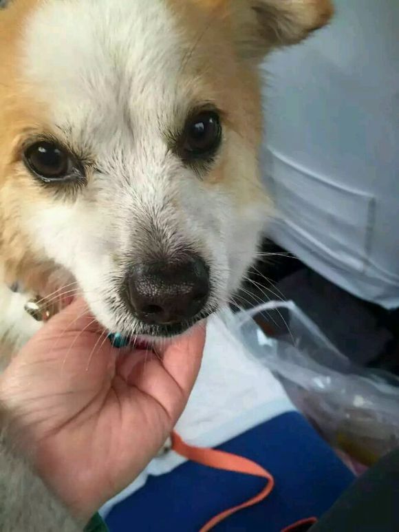求好心人领养，狗狗被遗弃在零下