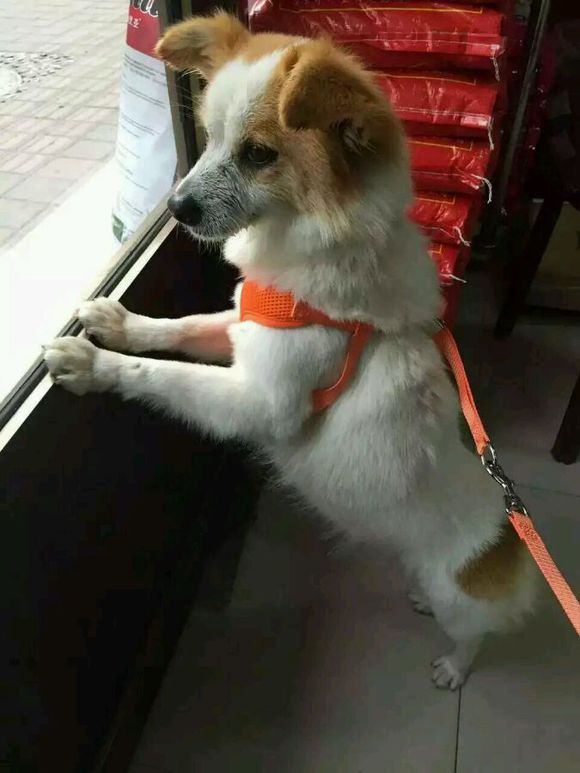 求好心人领养，狗狗被遗弃在零下