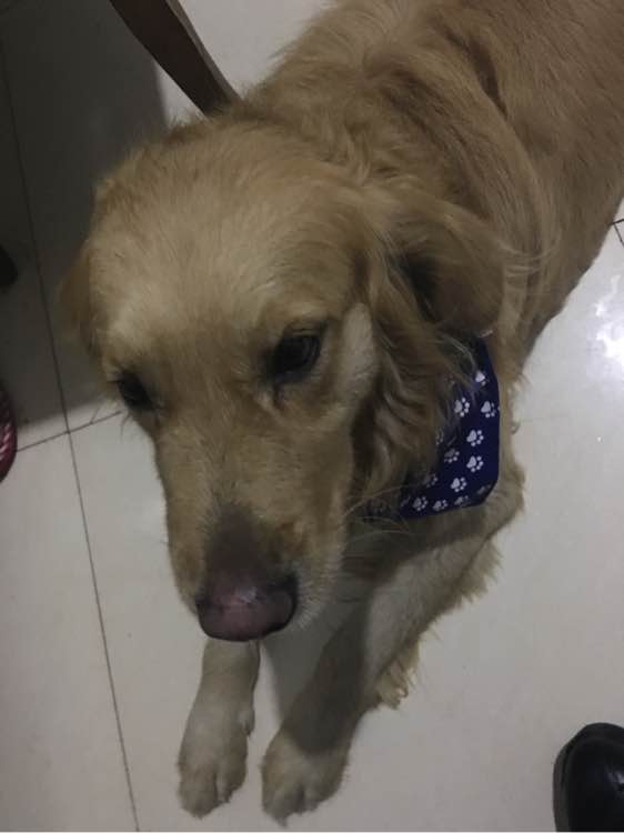 寻找丢失金毛犬。