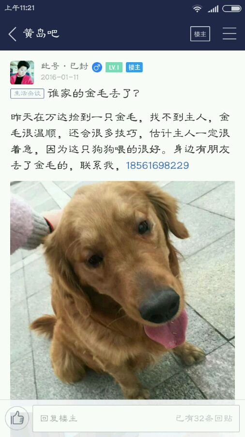 寻找丢失金毛