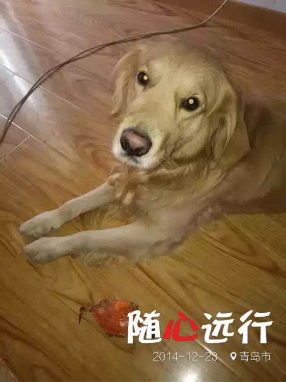 寻找丢失金毛