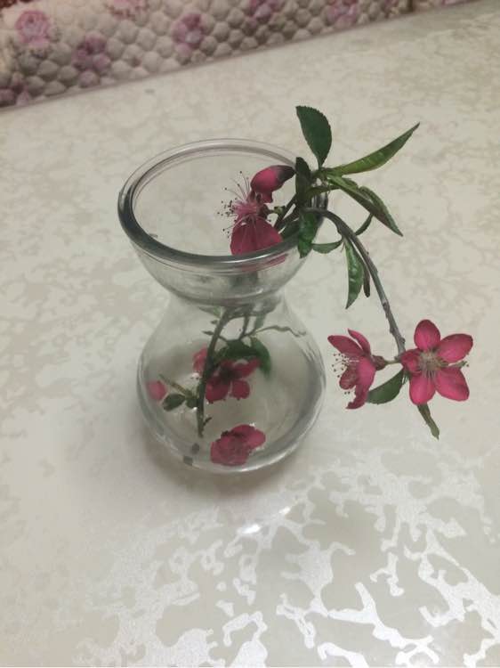 知道这是啥花么