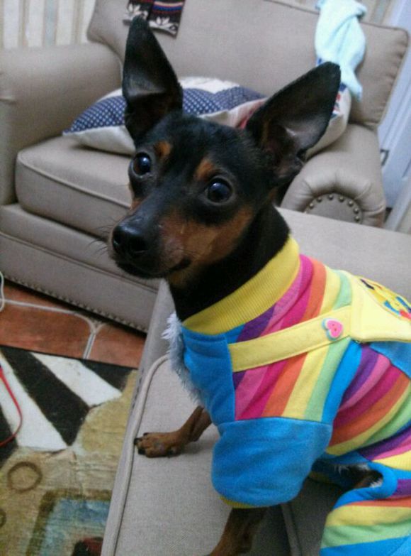 开发区铁包金小鹿犬求母犬交配免费急急急！