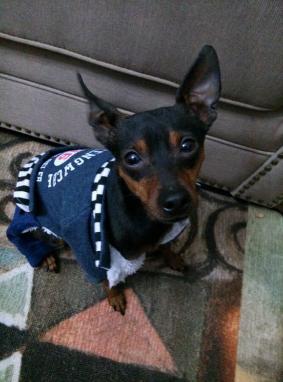 开发区铁包金小鹿犬求母犬交配免费急急急！