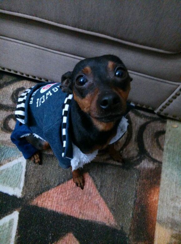 开发区铁包金小鹿犬求母犬交配免费急急急！