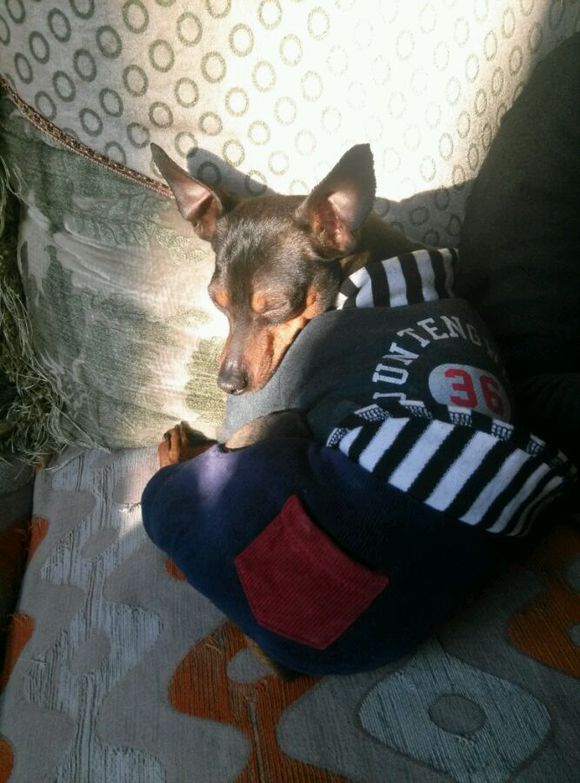 开发区铁包金小鹿犬求母犬交配免费急急急！