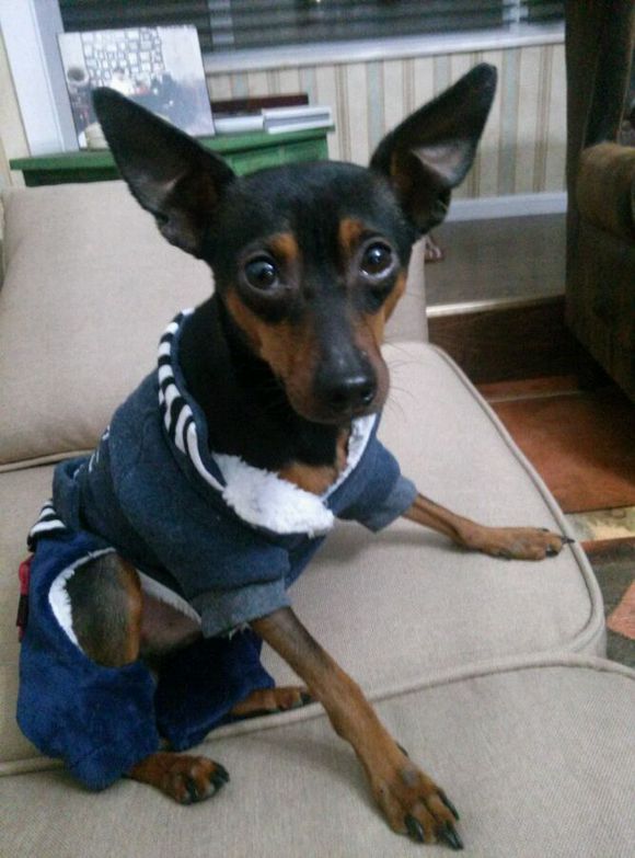 开发区铁包金小鹿犬求母犬交配免费急急急！