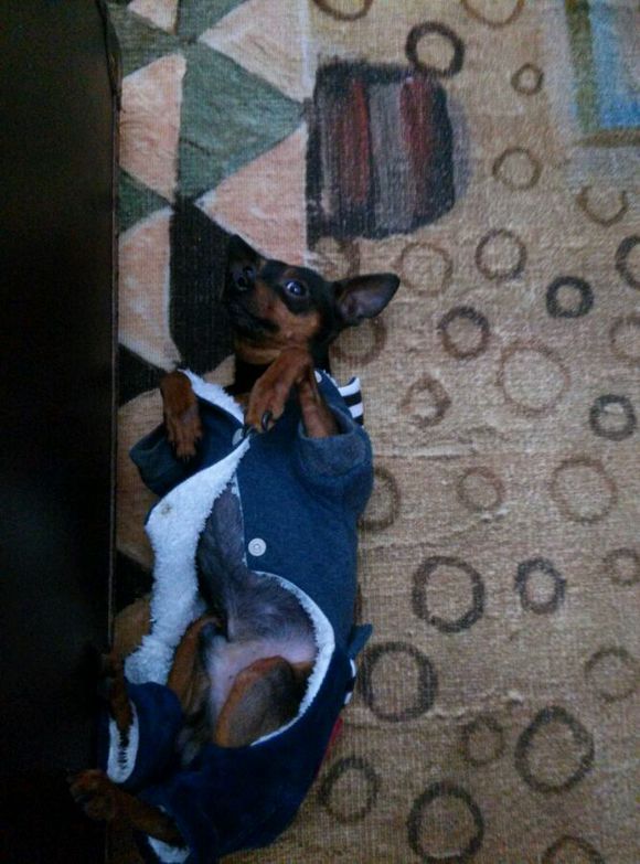 开发区铁包金小鹿犬求母犬交配免费急急急！