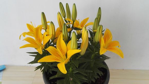 自己种的百合开花咯..欢迎各位来赏花