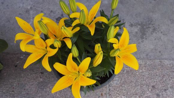 自己种的百合开花咯..欢迎各位来赏花