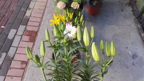 自己种的百合开花咯..欢迎各位来赏花