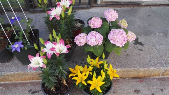 自己种的百合开花咯..欢迎各位来赏花