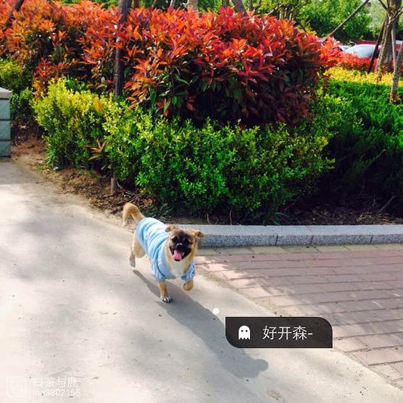 寻找丢失德牧一条