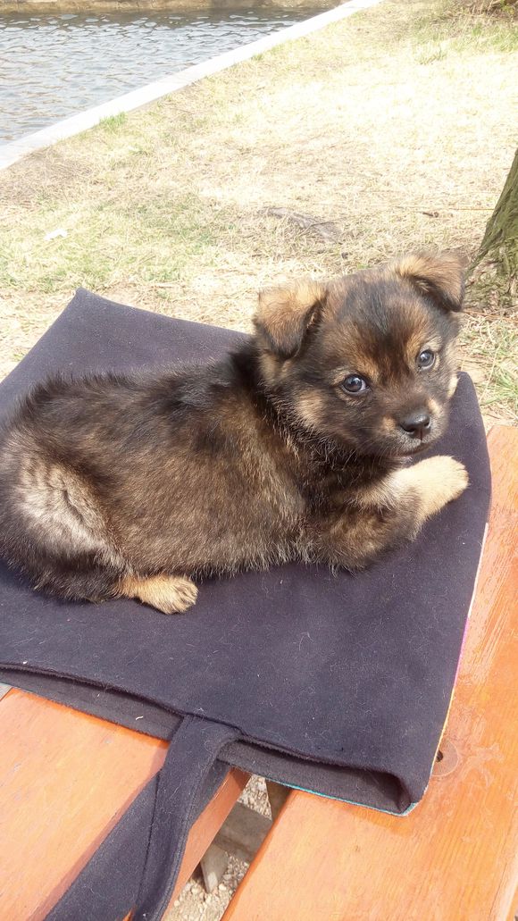 开发区什么地方有花鸟市场，想买只猫给狗作伴