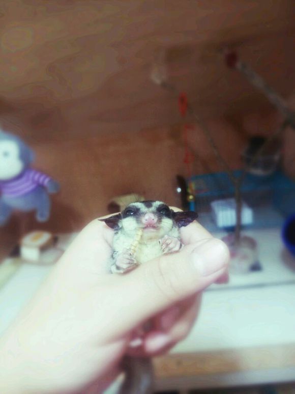 有没有想养蜜袋鼯的~