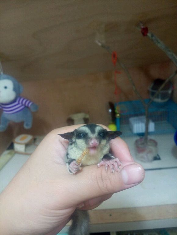 有没有想养蜜袋鼯的~