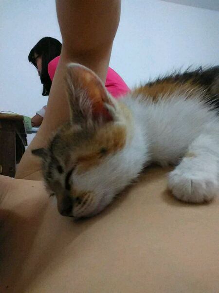 我真的想要一个小猫。