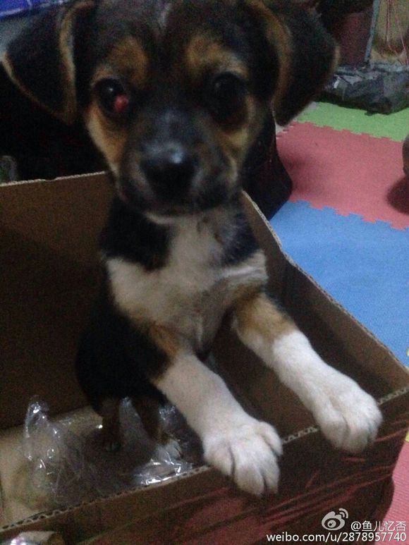 狗狗求领养