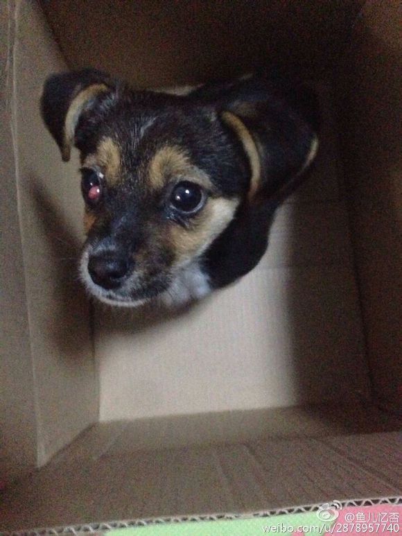 狗狗求领养