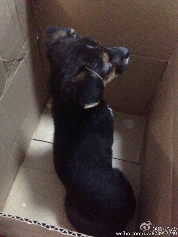 狗狗求领养