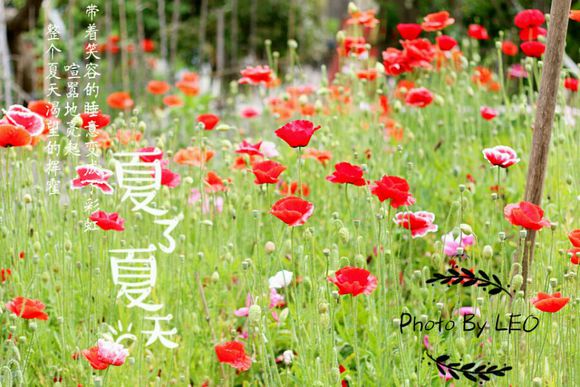 推荐几个黄岛拍照好看的地方吧。。周末想去拍点照片。。