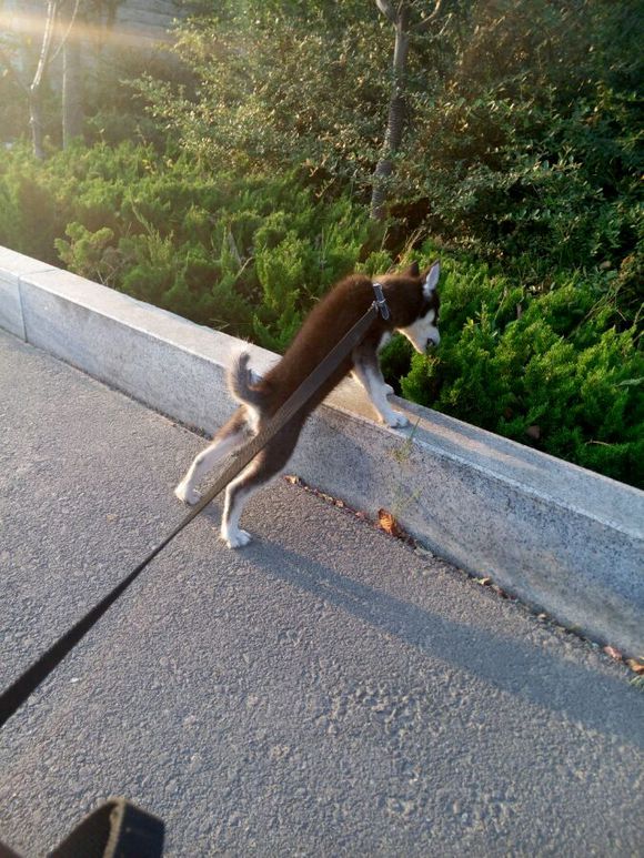 出去玩两天，家有爱犬想要寄养