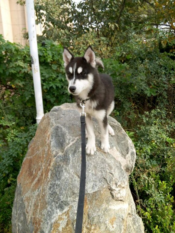 出去玩两天，家有爱犬想要寄养