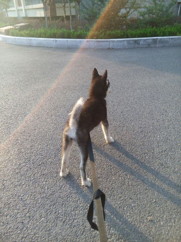 出去玩两天，家有爱犬想要寄养
