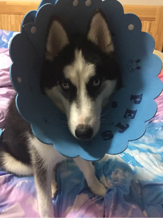 出去玩两天，家有爱犬想要寄养