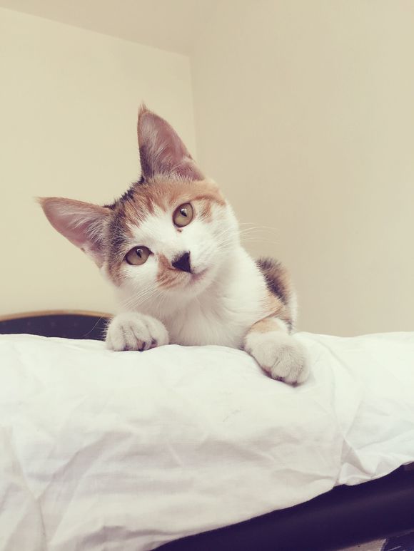送养猫咪，免费。