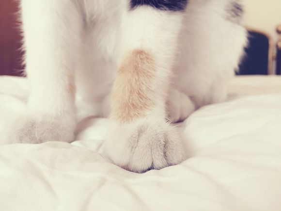 送养猫咪，免费。